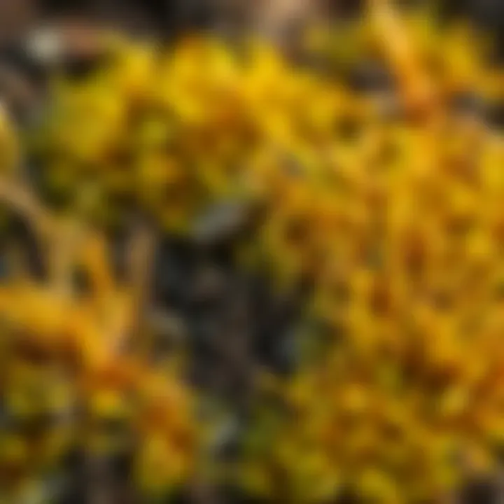 Close-up of Sphagnum moss on soil, showing its texture and color variation, with some plants nearby exhibiting browning leaves.