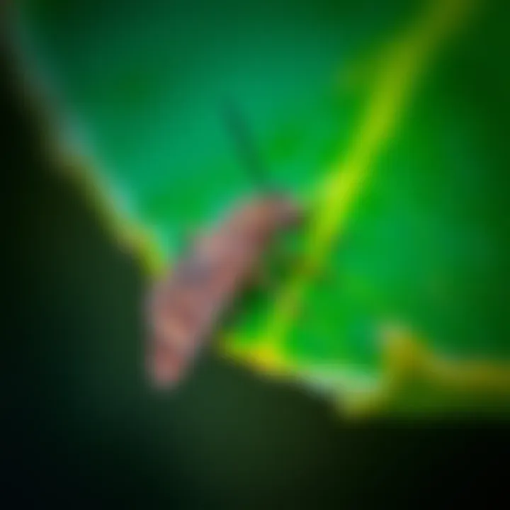 Close-up of cute tiny moths resting on a green leaf in Sabah, Malaysia